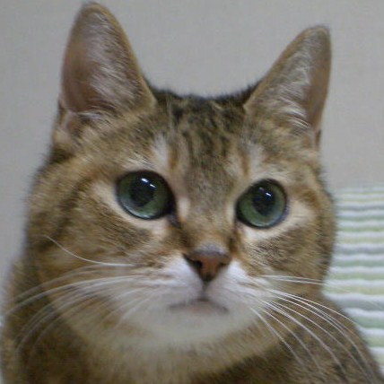 T2DM・猫好き・糖質制限・VET。音楽鑑賞・オーディオ 。2027年中受組