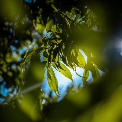 EOS R10