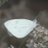 Geminis_18_6's profile image