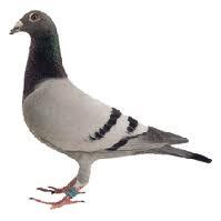 PigeonsMagazine's profile picture. Online magazine for one day racing pigeons