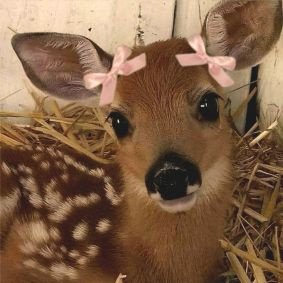 فاطِمة | بني مسروح بن عامر