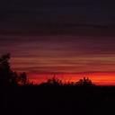 sue watson - @suemuscari - Twitter