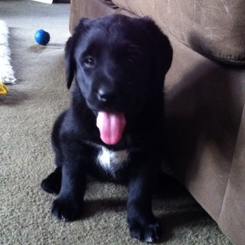 Alysiacan's profile picture. Career Girl, Mommy to 3, Wife, Dog Owner, Avid Equestrian (although a few years out of the saddle) and life long learner.