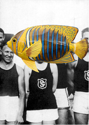 beautiful tropical fish