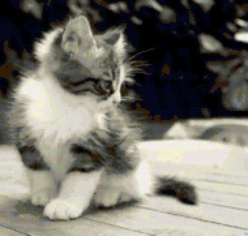 SaraConar's profile picture. Человек с чувством юмора и с другими чувствами...