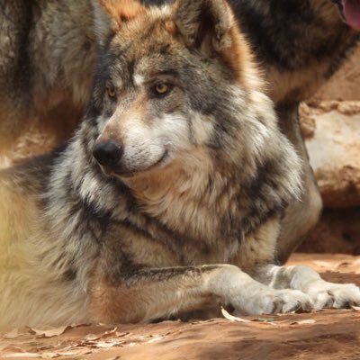 Fundación para la conservación de la biodiversidad. Proyectos de conservación y rehabilitación del Lobo Mexicano contacto@extincioncero.org