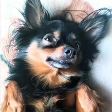 ToiTerer's profile picture. Официальный блог крупнейшего информационного ресурса, посвященного собакам породы русский той (той-терьер).