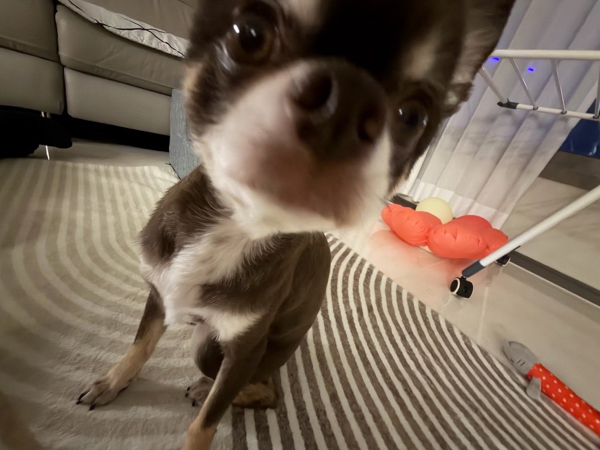 哇哩哇哩