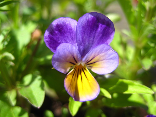 HangletonH's profile picture. We are a low cost complementary therapy practise operating in the Hangleton Treatment Room at the Hangleton Community Centre.