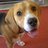 Indy_Beagle's profile image