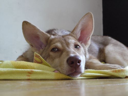 sjoukjevdkolk's profile picture. Zelfstandig journalist, communicatieadviseur, huis-tuin- en keukenfilosoof, versimpelen & levensfilosofie, 4 kinderen, 3 katten, 2 Saarlooswolven, 1 hond.