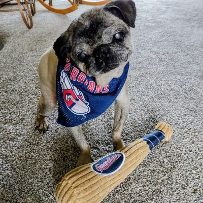 mommasboymushu's profile picture. 😇🌈Mushu left his account to Zinny & Winny-#Pug siblings born 3/20/23. He also guided rescue Lucy to his home. #Puglife #dogsoftwitter #dogsofx
