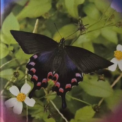 ウィスキー5年生m(__)m
３児の父であり、元社畜であり、元魚熟成マニアでもある沖縄の40代のおじさんであります😁
沖縄本島→沖縄離島の伊江島在住
趣味の分野でストレス作りたくない平和主義者😂
マルス(駒ヶ岳、津貫、屋久島)、嘉之助、三郎丸大好き😍
M―09エージェントNo.169