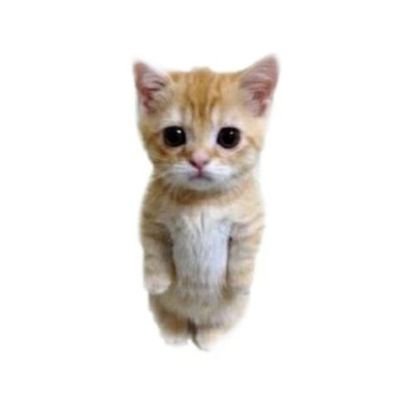 gato laranja hiperativo