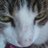 DoTTproTTk's profile image