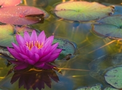 gardening44's profile picture. Gardening Enthusiast