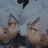 koromo321's profile image
