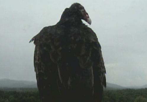 CBS42Vulture's profile picture. Protector. Defender. Vigilant.