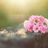 safiya_alajlan's profile image