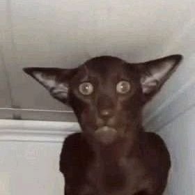 LizardWizard