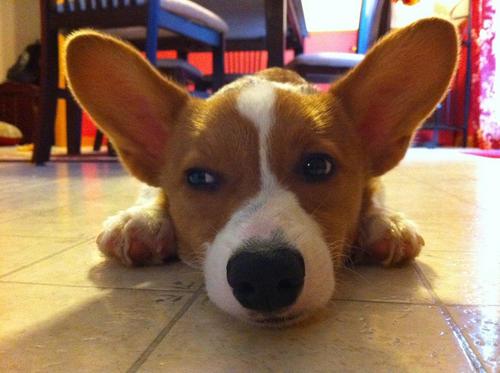 Nebann's profile picture. 