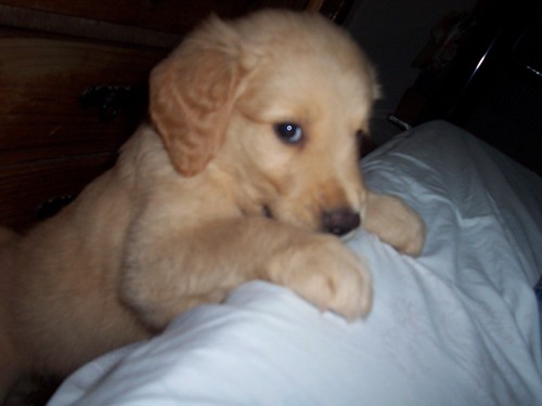 I´m a little doggy. JT´s fan.