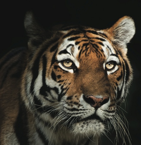 MizzouConduct's profile picture. Responsible for upholding University disciplinary policies and procedures and promoting individual student growth and development.