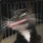 neeuqqu's profile image