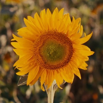 agnès varda fan account