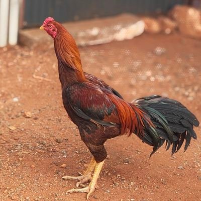 pariyerum ஓமணக்குட்டன்