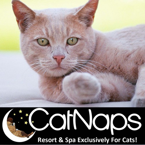 CatNapsOkotoks's profile picture. Going on vacation? We provide overnight and long term cat care right in downtown Okotoks. We also offer grooming and a wide range of cat toys, trees and beds!