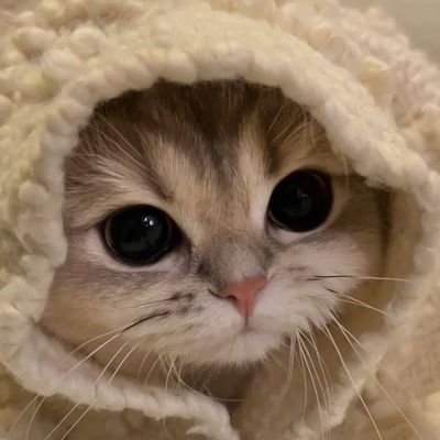 𝕋𝕙𝕖 𝔽𝕠𝕠𝕝 ℂ𝕒𝕥 𝕀𝕟 𝕌𝕟𝕚𝕧𝕖𝕣𝕤𝕖🪐☯️