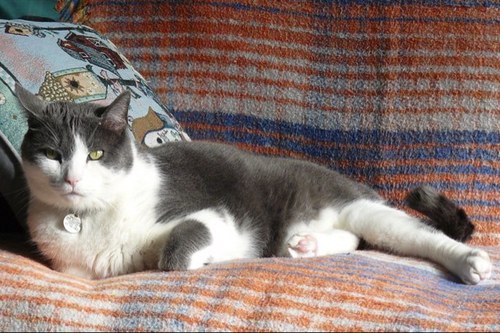 jackkc3jd's profile picture. retired p/a maimframe computers. very active Ham Radio EmComm especially NBEMS. 4 years USAF Comint. Ur basic center right republican