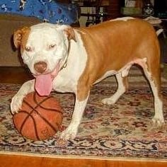 DOGS ARE LOVE