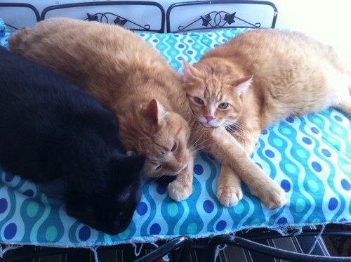 simcoegirl67's profile picture. 