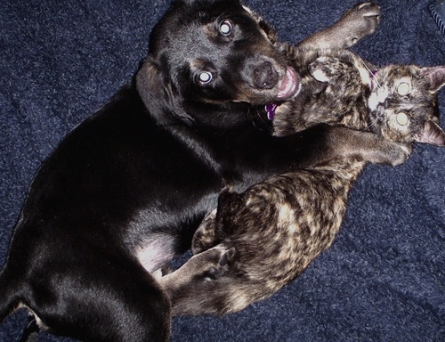 RenStimpy's profile picture. 