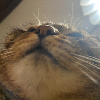 ぽりん