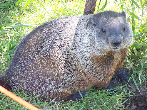 CreekRat's profile picture. Originally fr a creek in Georgia now a hamster in Alabama....