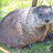 CreekRat's profile image