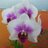 inox207's profile image