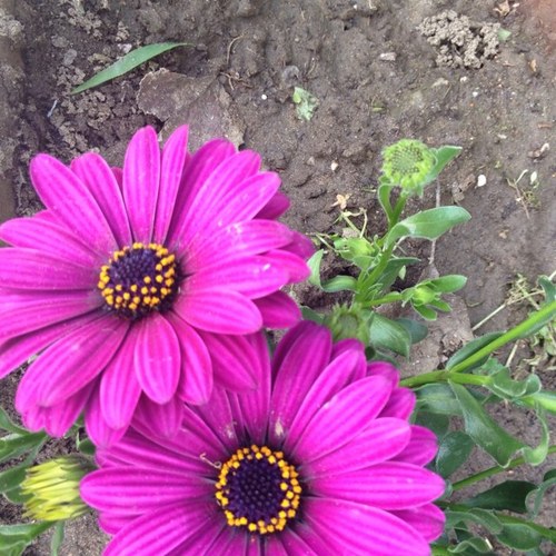 goharsrapyan's profile picture. ...