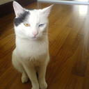 gilbert wang - @gilbertwang2 - Twitter