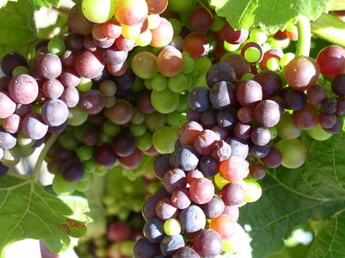 ThinkTankWine's profile picture. Founder, Think Tank Wine Co. World-class wine made in an environmentally responsible way. Marketing pro and media specialist. Lives for great food and wine!