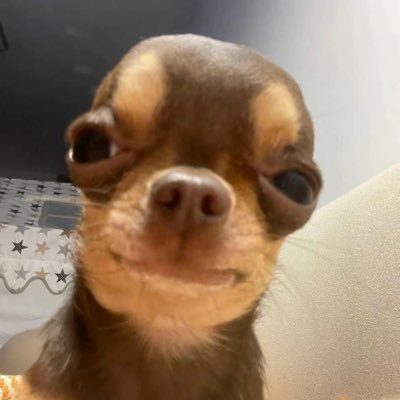纯情萌狗