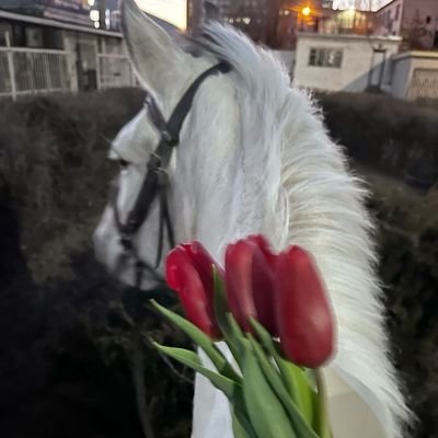 تولــيب.