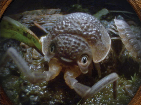 Hi I'm Trevor, I'm a woodlouse and i love female woodlice.