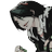 infiniteuses's profile image