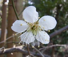 本が好きです。