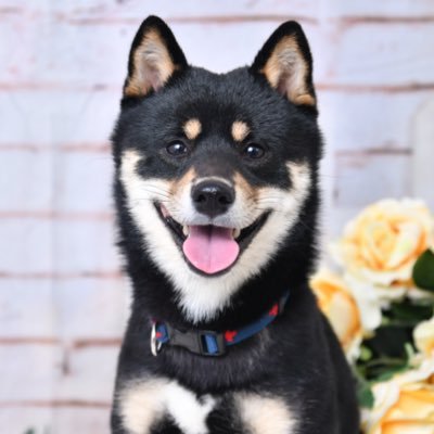 犬ワンとのんにんさんのプロフィール画像
