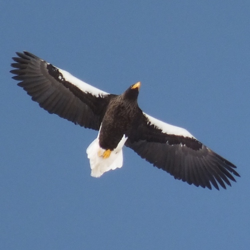 ochaoi8823's profile picture. 北海道BIRDER
